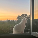 Gato en una ventana de Casazul al atardecer