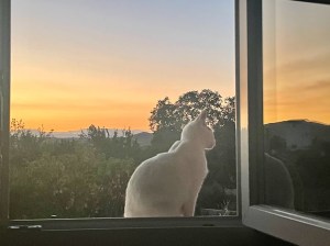 Gato en una ventana de Casazul al atardecer